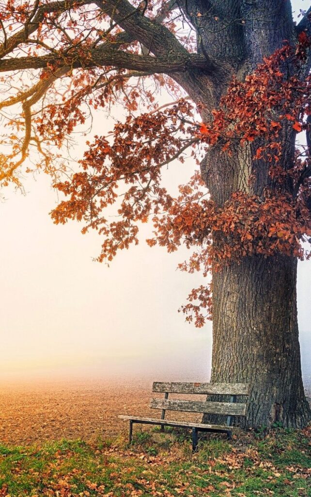 autumn tree
