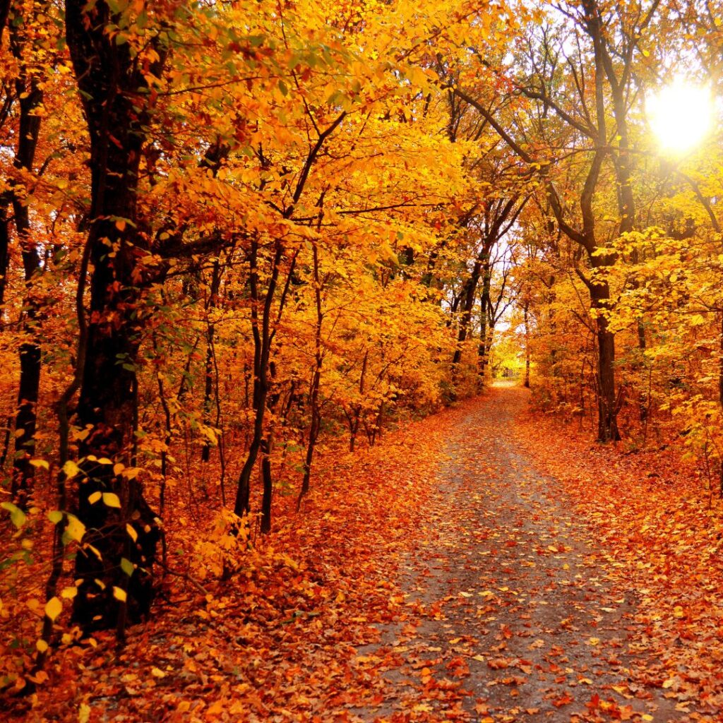 Atumn trees