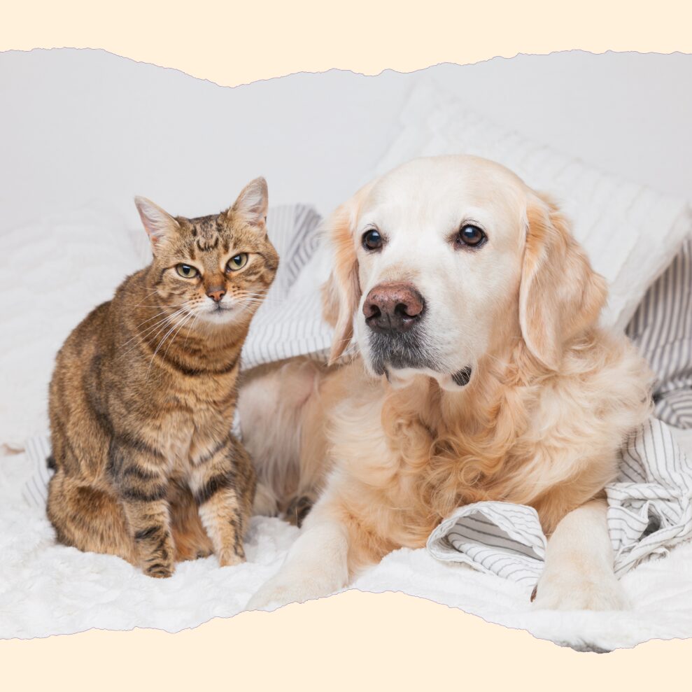 Households with pets should plan their evacuation procedures