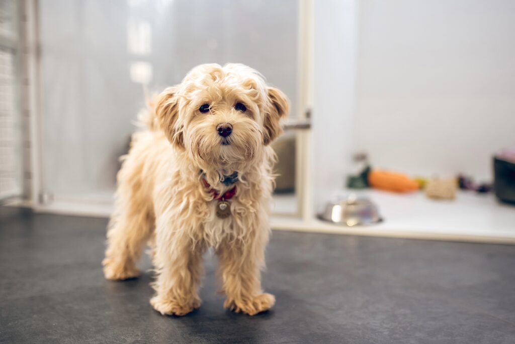 Examination rooms and treatment rooms contain a large number of heavy pieces of equipment and shelves. If staff or visitors are injured, we will be unable to provide care for the animals or guide them to safety.