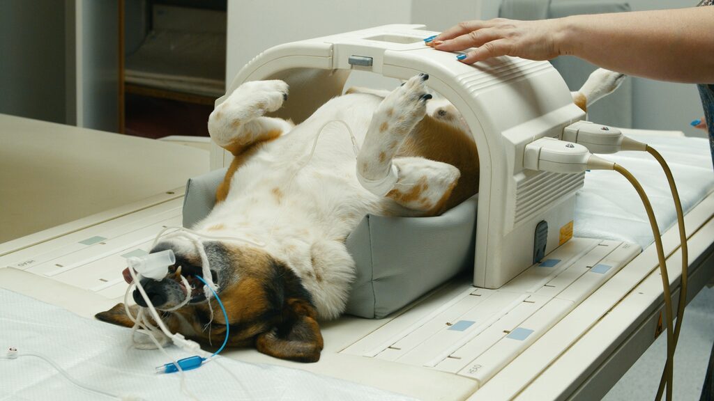 The equipment used for diagnosis and inpatient care is expensive, and it can be difficult to find replacements. If the equipment falls over or shifts, not only does it get damaged, but it also delays the resumption of medical care.