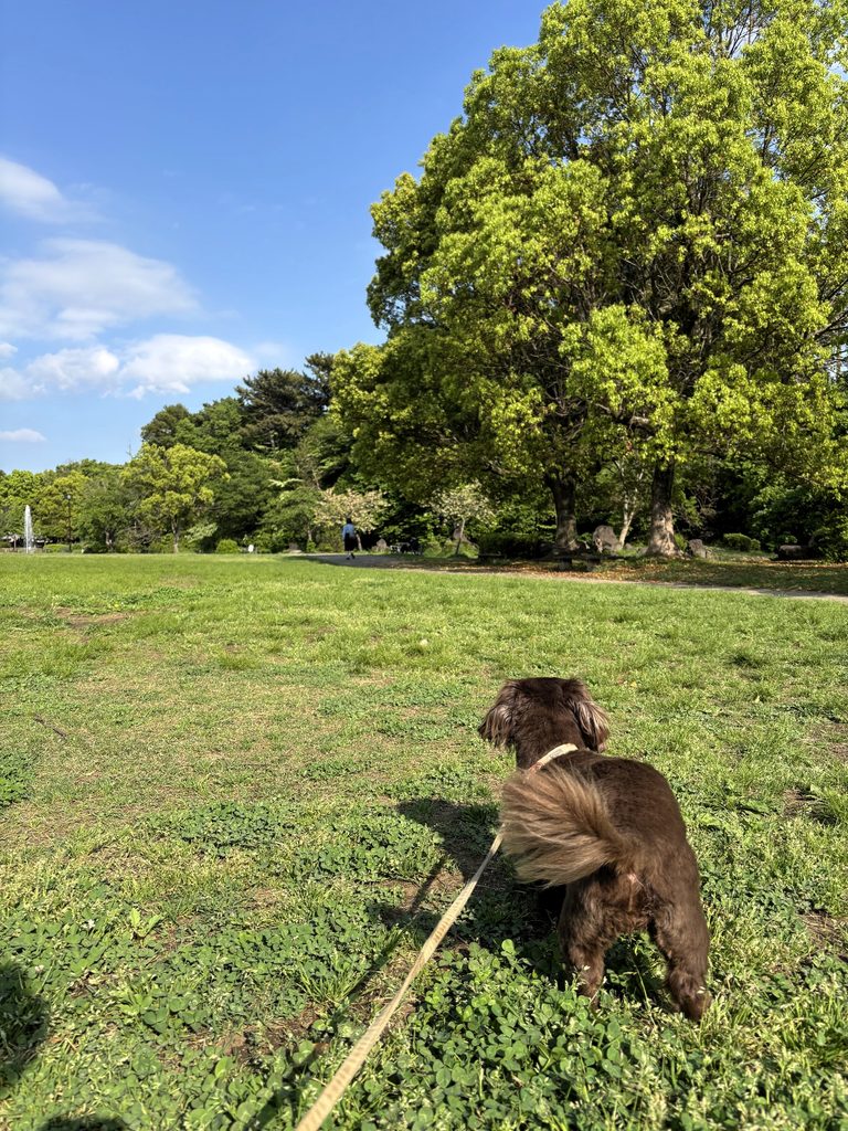English: A brown dog on a leash, seen from behind, looking across a sunny green park