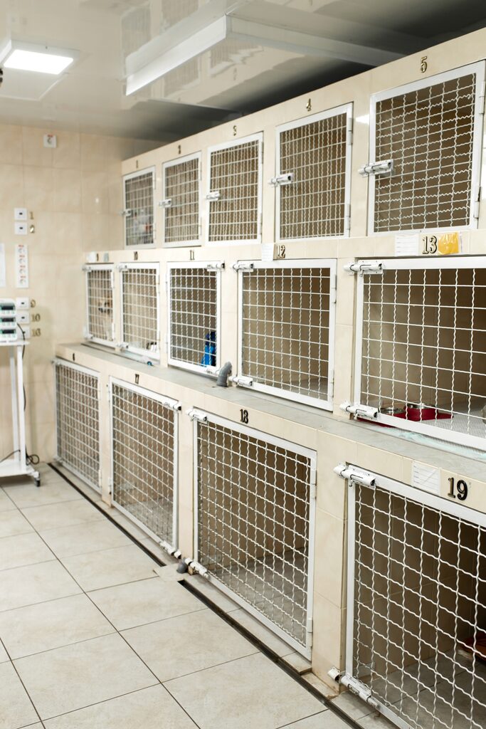 Earthquake-Proofing Measures for Veterinary Clinics and Pet Hotels: Are Shelves, Equipment, and Cages Secured?
